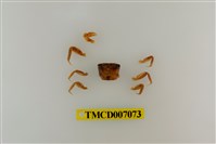 藏品(擬相手蟹)的圖片